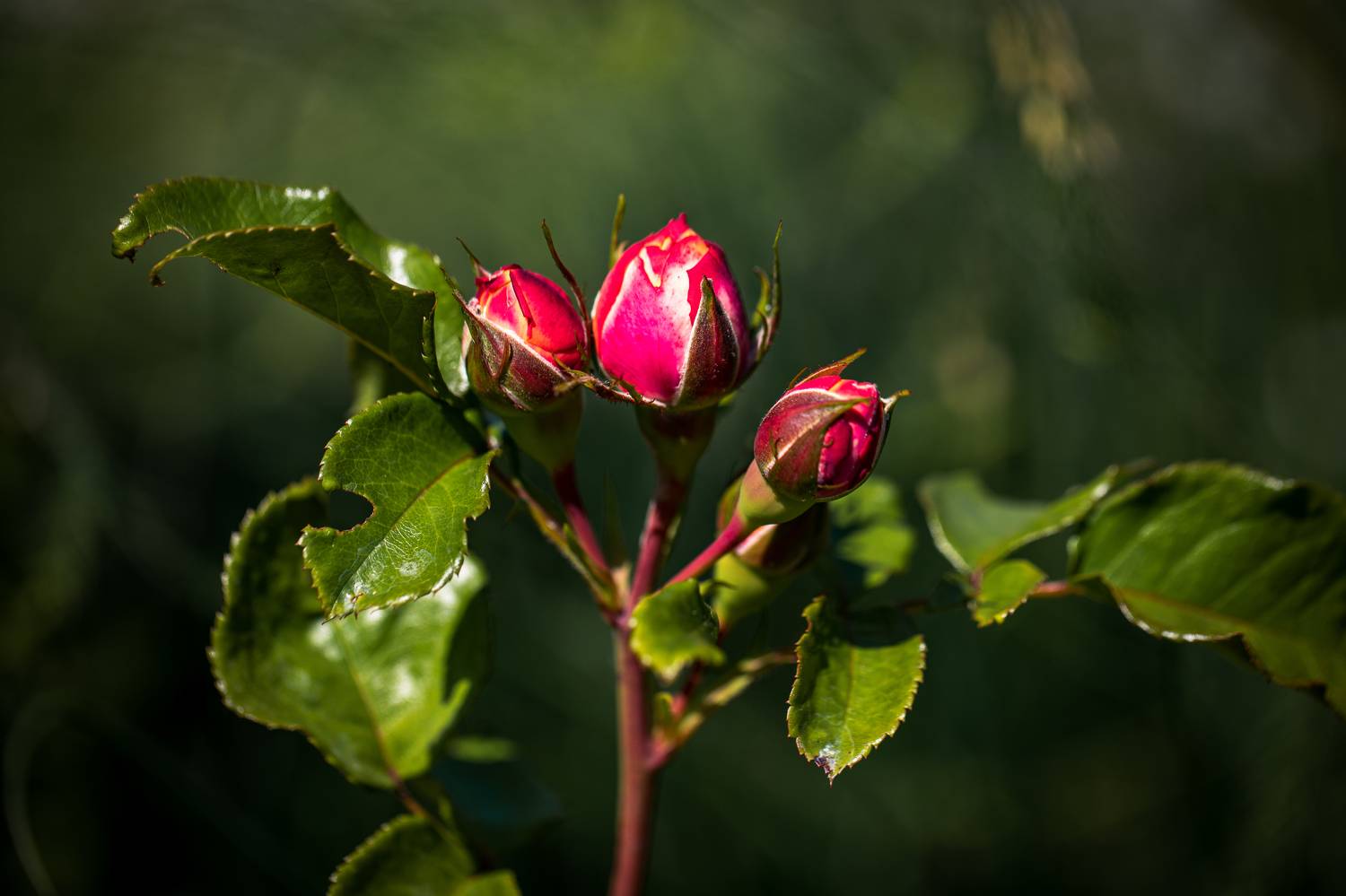 , Бравичева Анастасия