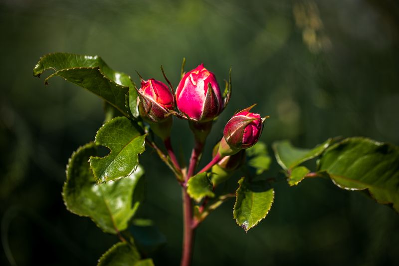 фото превью