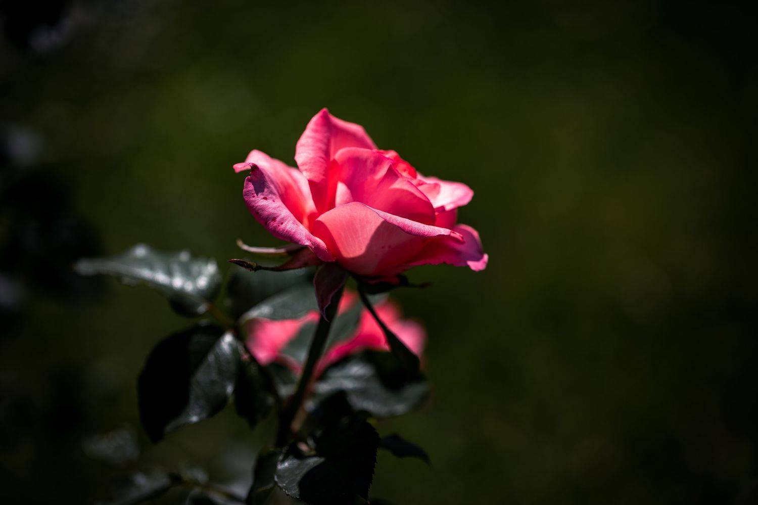 , Бравичева Анастасия