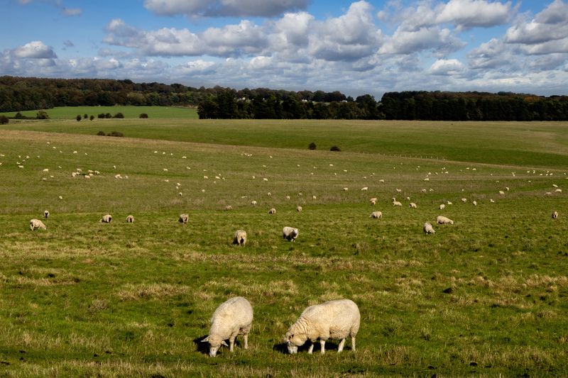 Лучшее снотворное фото превью