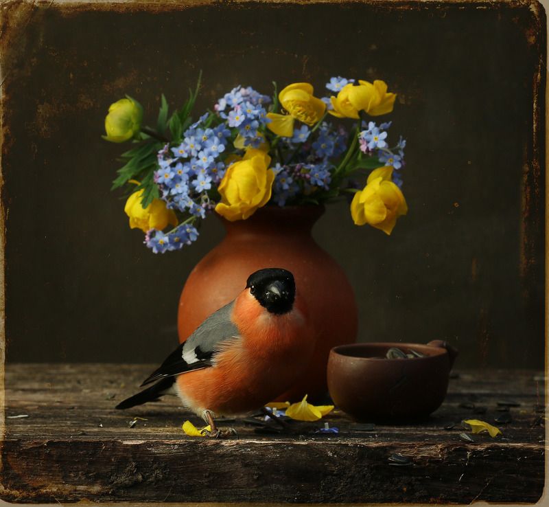 снегирь Его величество Пиррула III фото превью