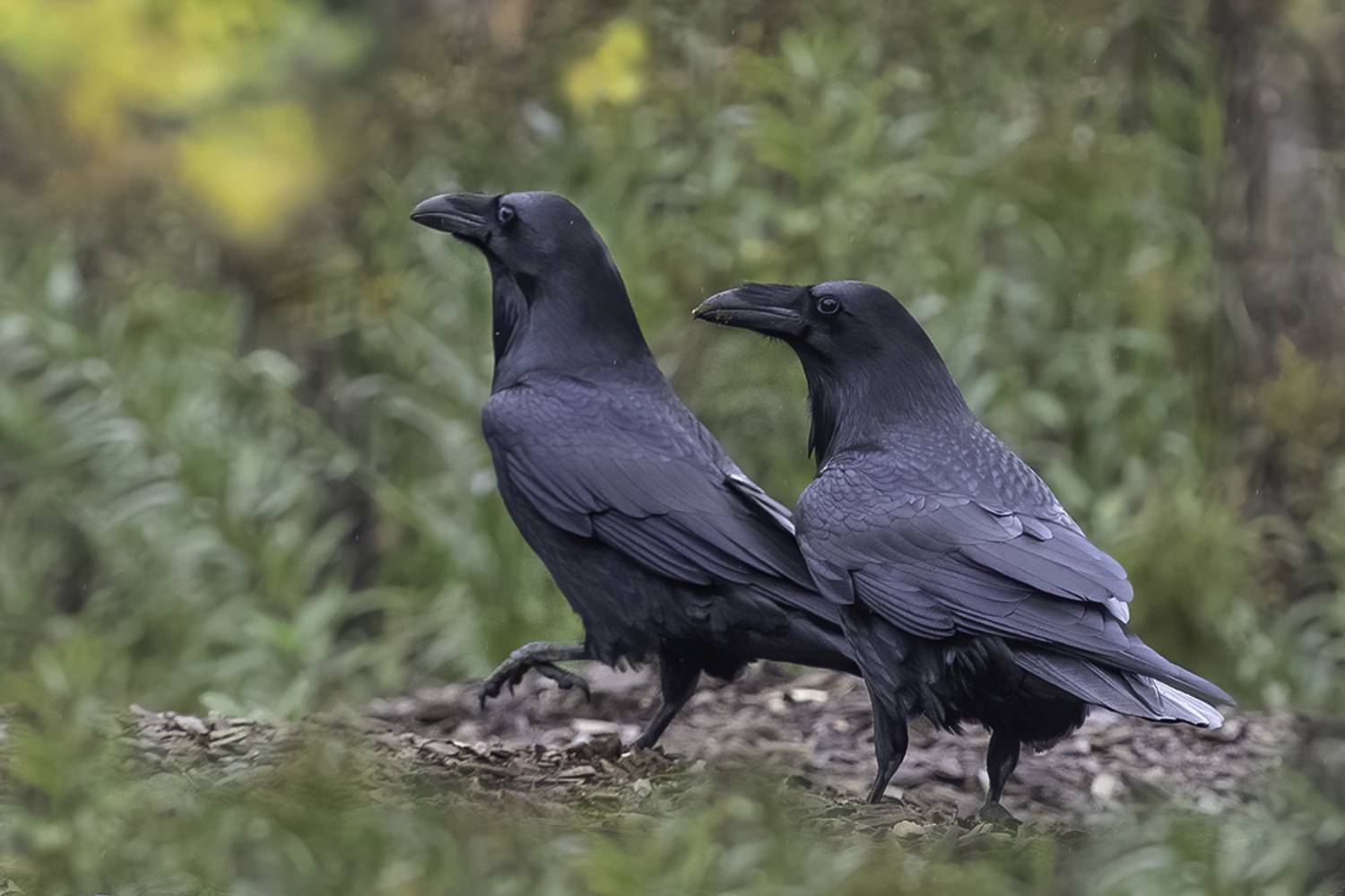 вороны, пара, Сытина Наталия
