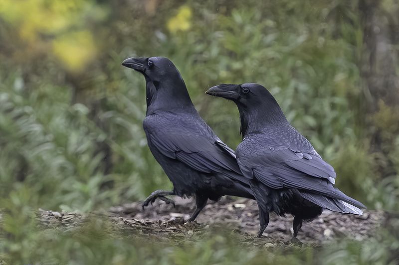 вороны, пара Он и она фото превью