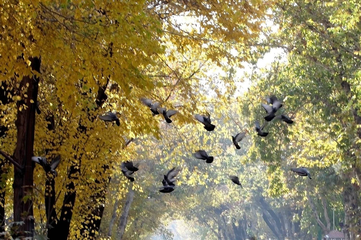 , mehdi karimi souderjani