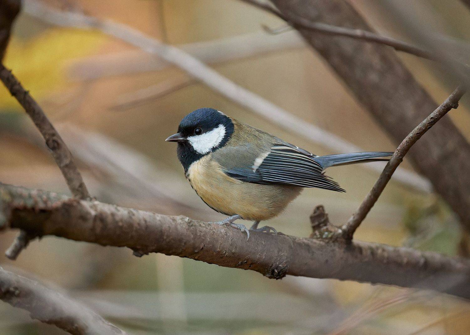 синица большая синичка, Mikhail Khmelevskiy