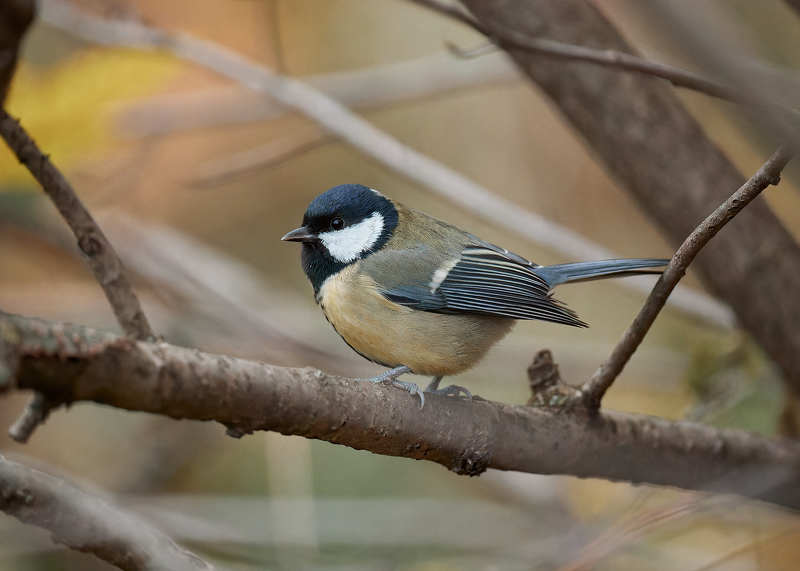синица большая синичка Синичка фото превью