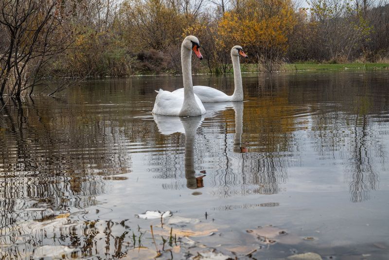 лебедь-шипун, кисловодск, осень, озеро Шипуны на Новом кисловодском озере фото превью