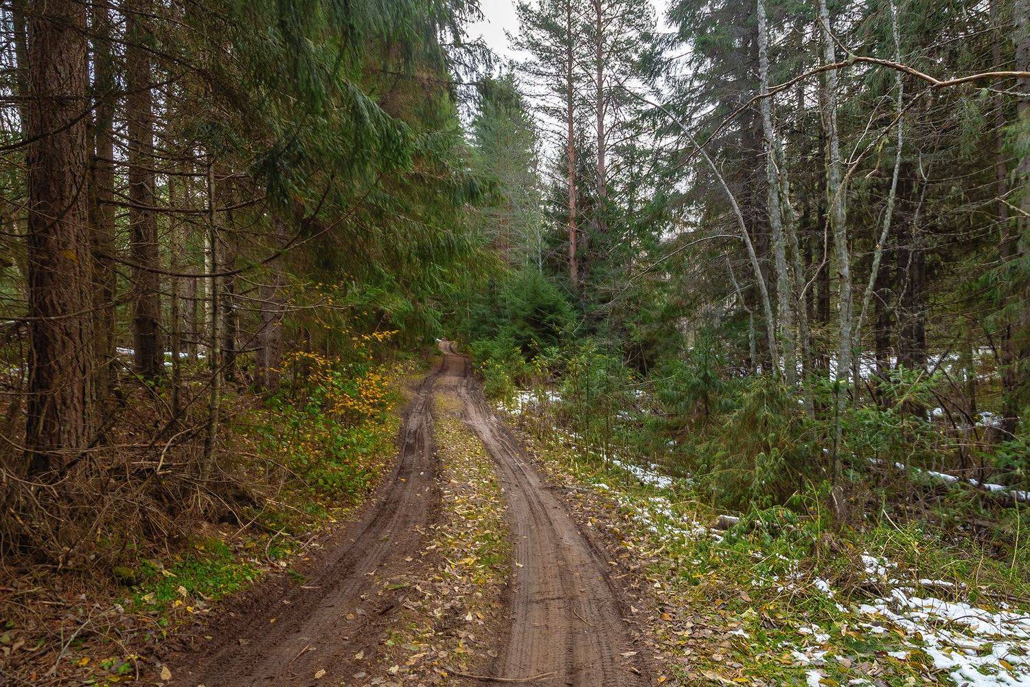 дорога, лес, ель, даль, осень, снег., Анкудинов Леонид