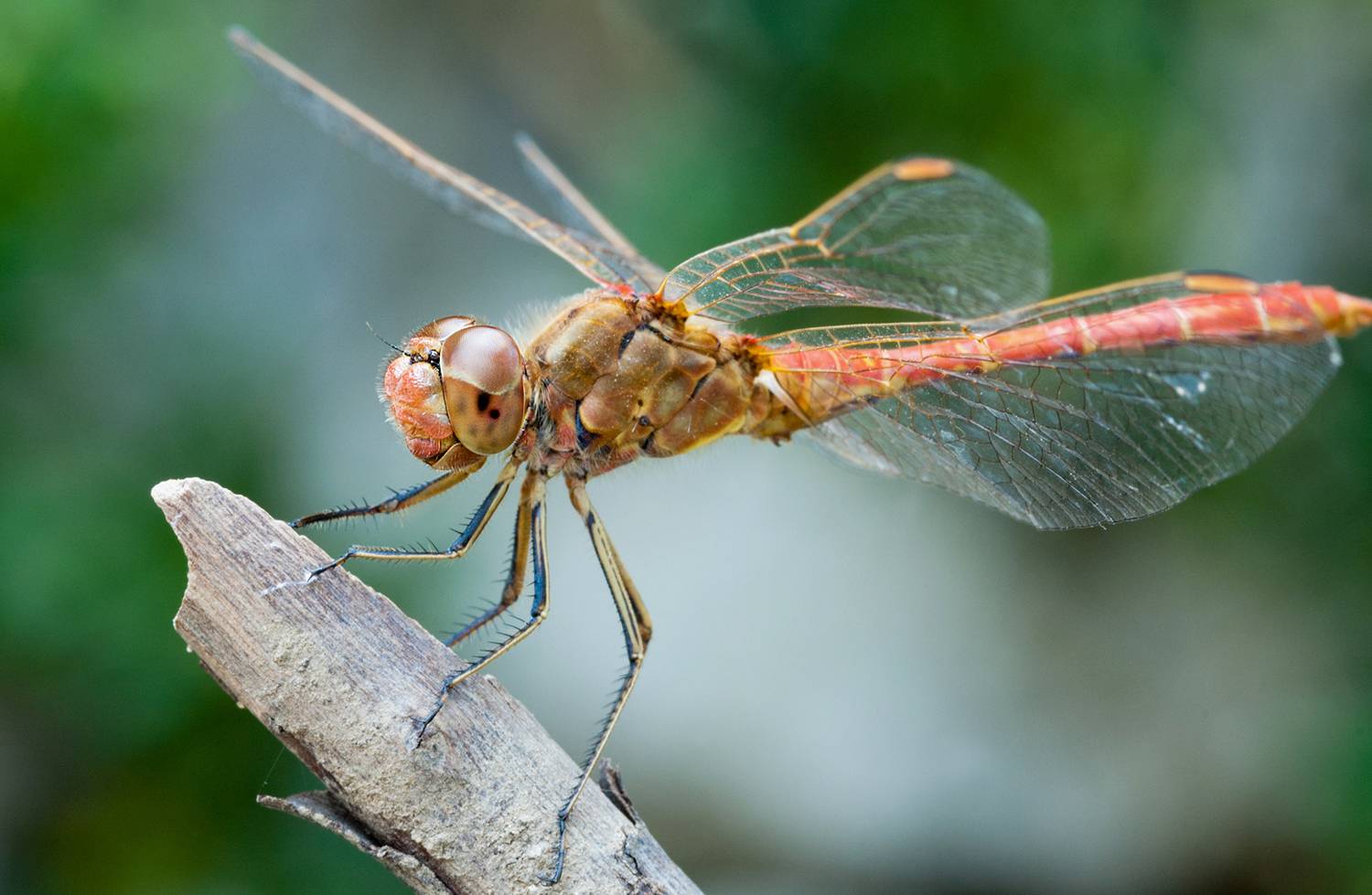 , Елена Нижегородцева