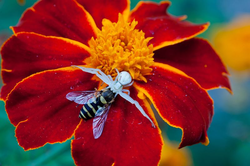 Ужин :))) фото превью