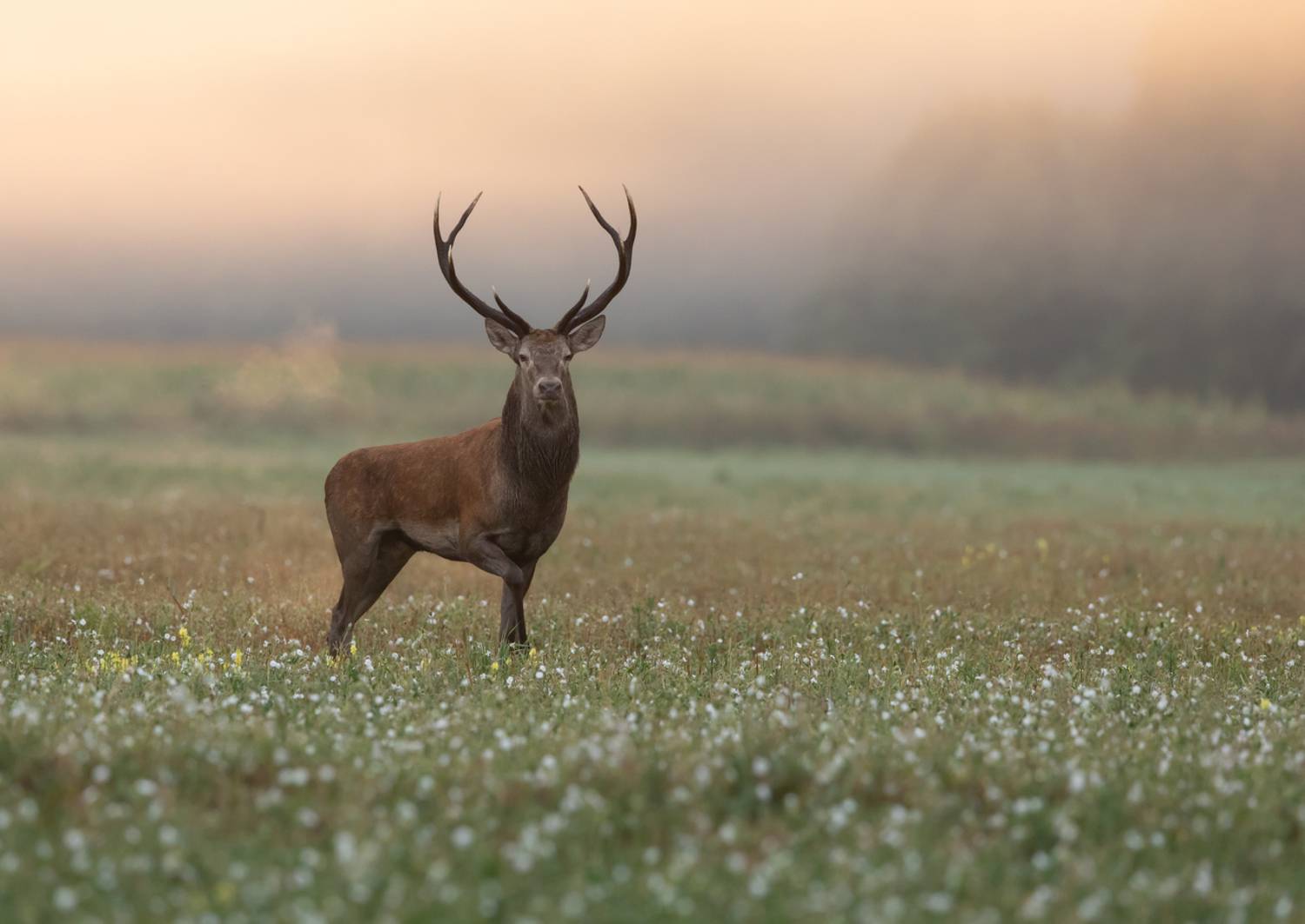олень, рога,, Vladimir Pakalevich