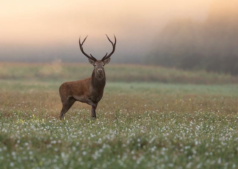 олень, рога, Ожидание фото превью