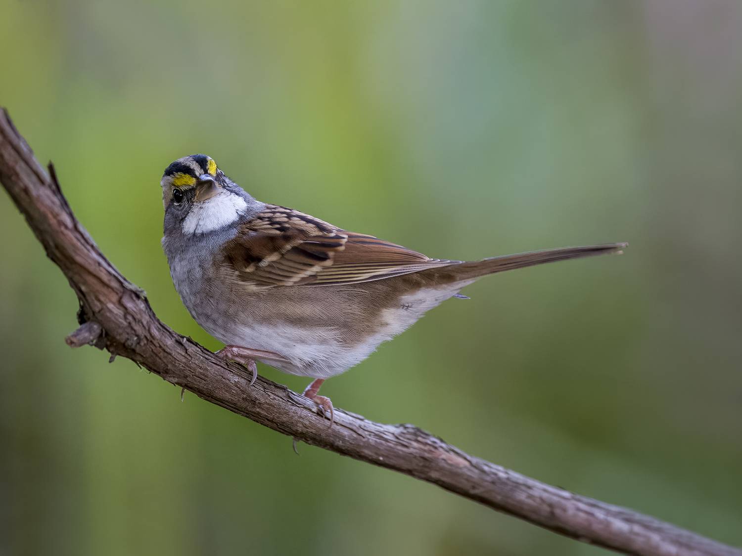 , Burgalin Sequeira Fernando