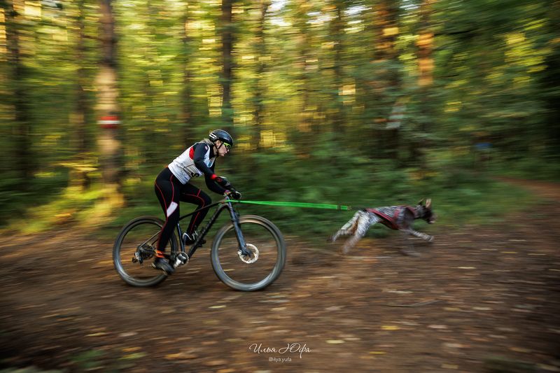 Байкджоринг, репортаж, спорт, драйленд, собаки Байкджоринг  фото превью