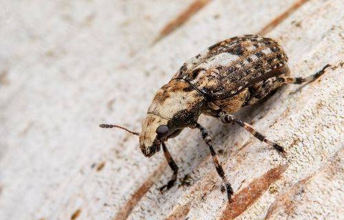 Fungus Weevil
