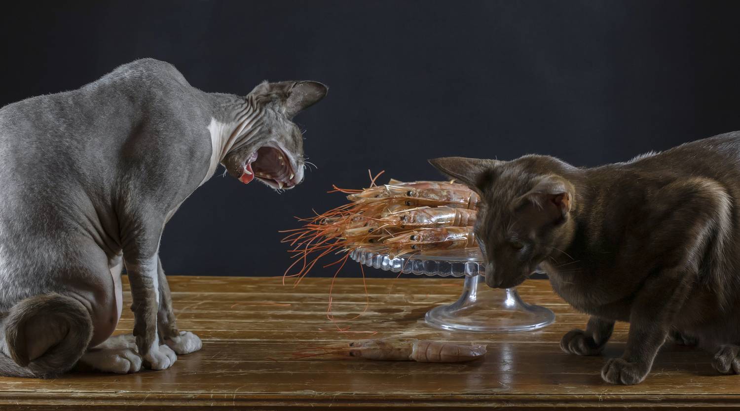 натюрморт, креветки, кот, сфинкс, ориентальный, Татьяна Феденкова