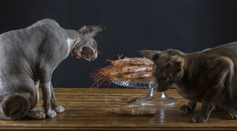 натюрморт, креветки, кот, сфинкс, ориентальный Креветочек? фото превью