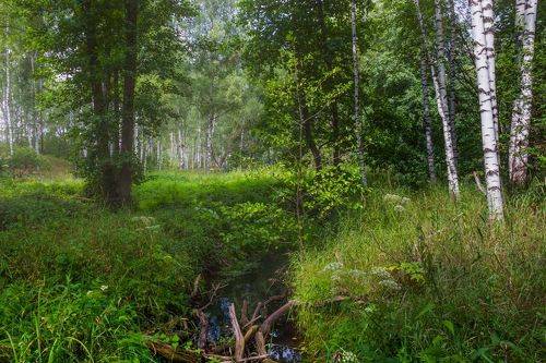 Лесной ручеёк