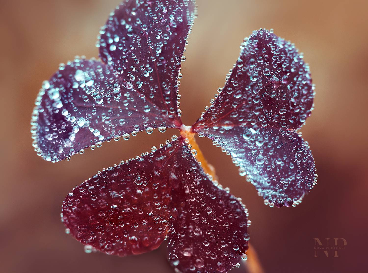 макрофотография, macro, макромир, макросъёмка, фотоприроды, nature, артфото, фотомакро, боке, мануальнаяоптика, макро, макрофото, макросъемка, красота, роса, Svetlana Smirnova