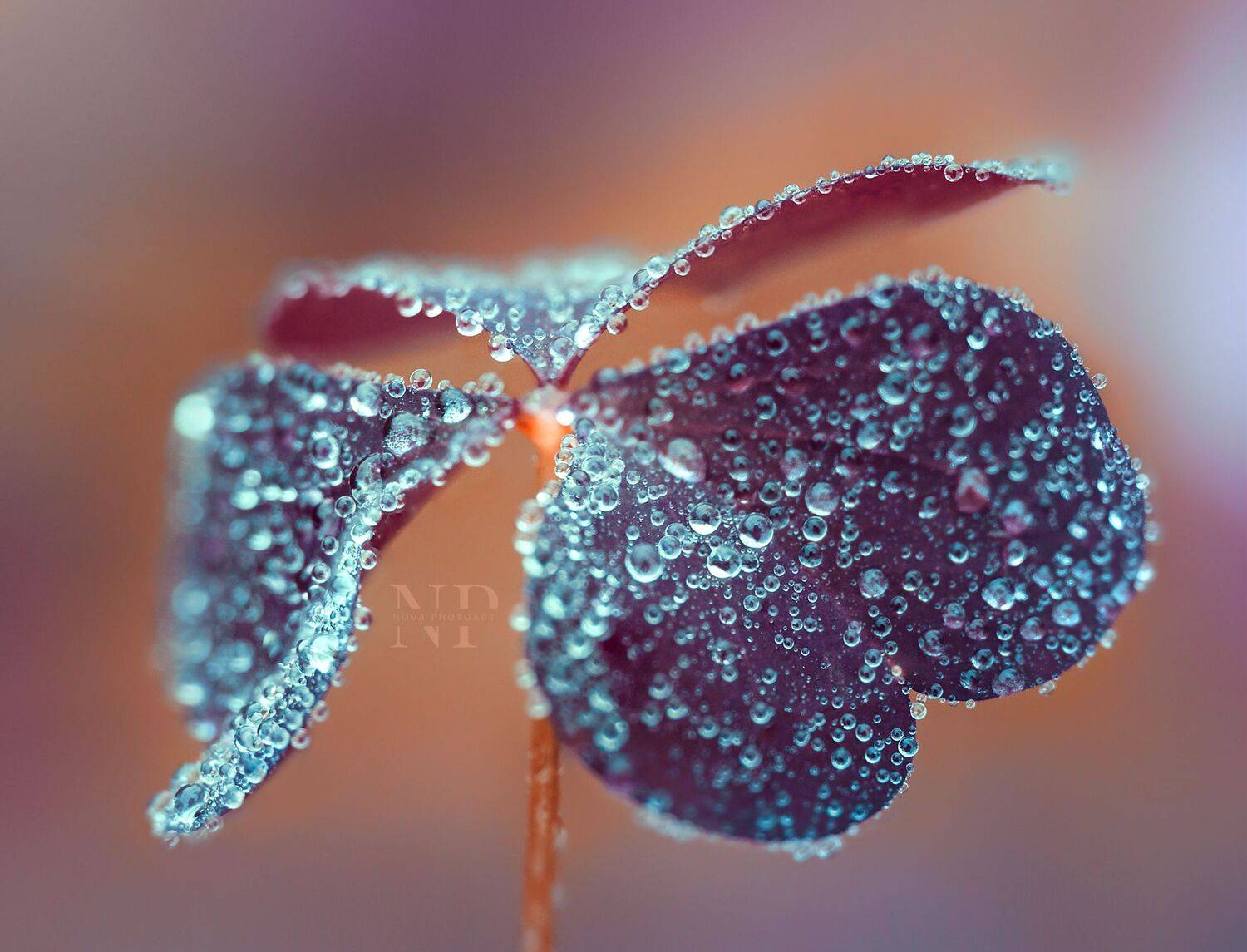 макрофотография, macro, макромир, макросъёмка, фотоприроды, nature, артфото, фотомакро, боке, мануальнаяоптика, макро, макрофото, макросъемка, красота, роса, капли, Svetlana Smirnova