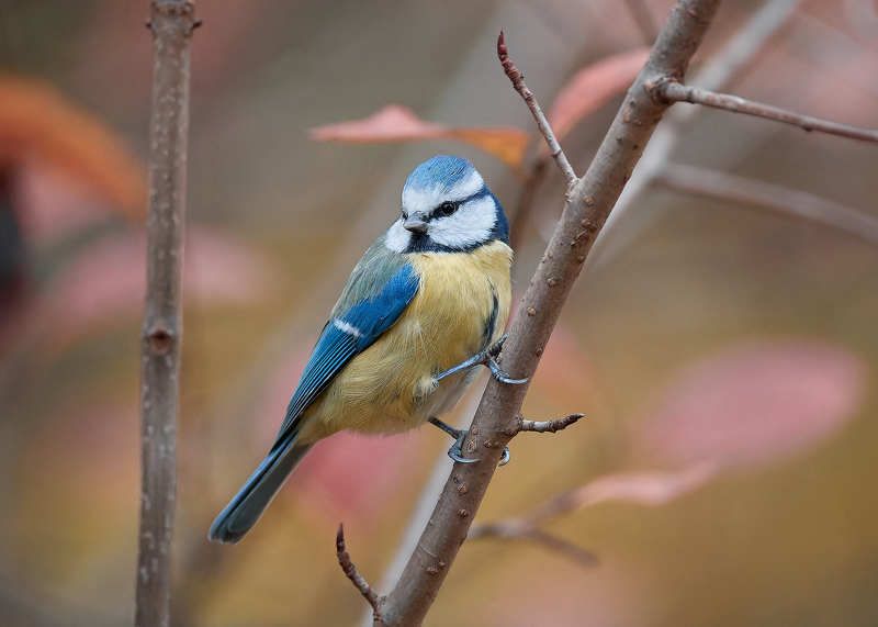 лазоревка Лазоревка фото превью