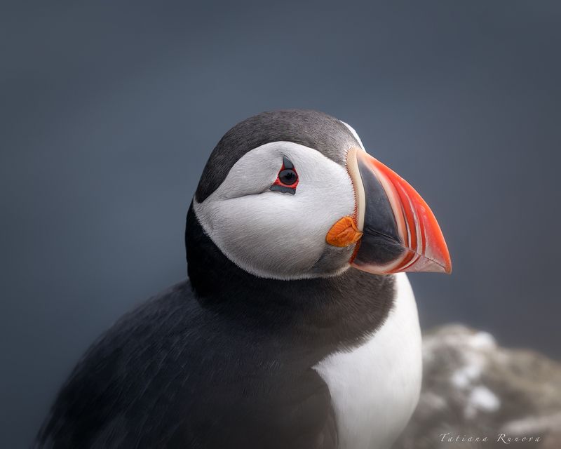 Эти милые создания-исландские тупики фото превью