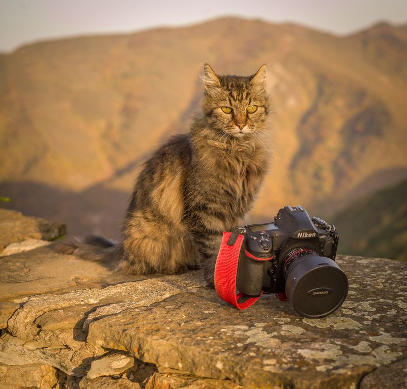 КотоФото фото превью