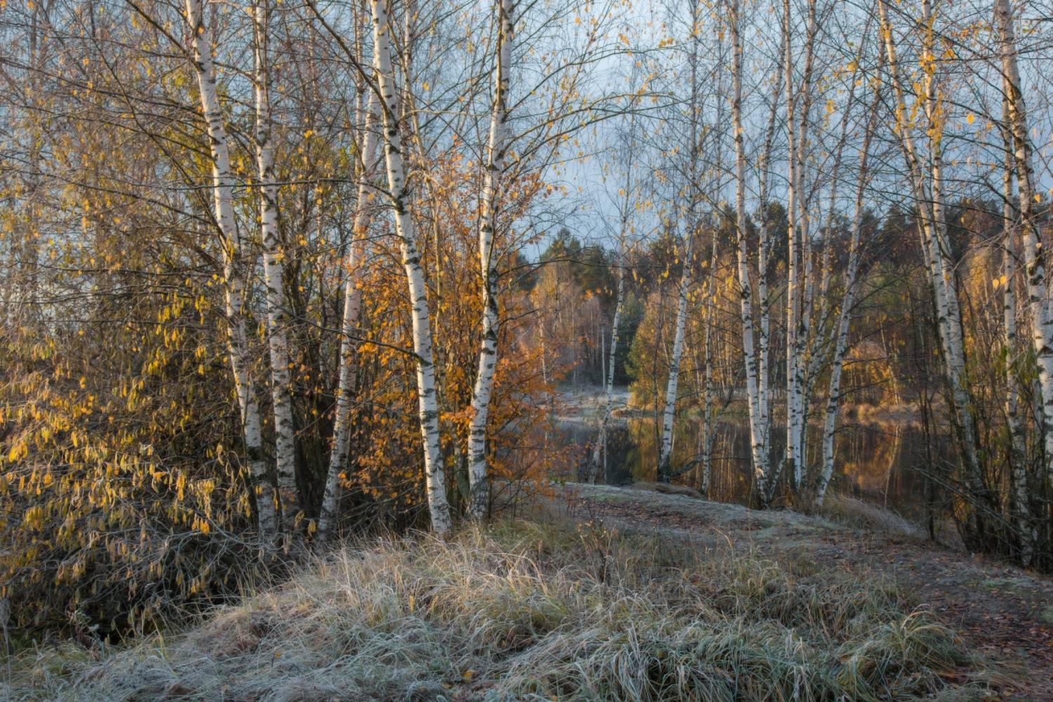 серково утро иней октябрь чёрная порза, Дмитрий Алексеев