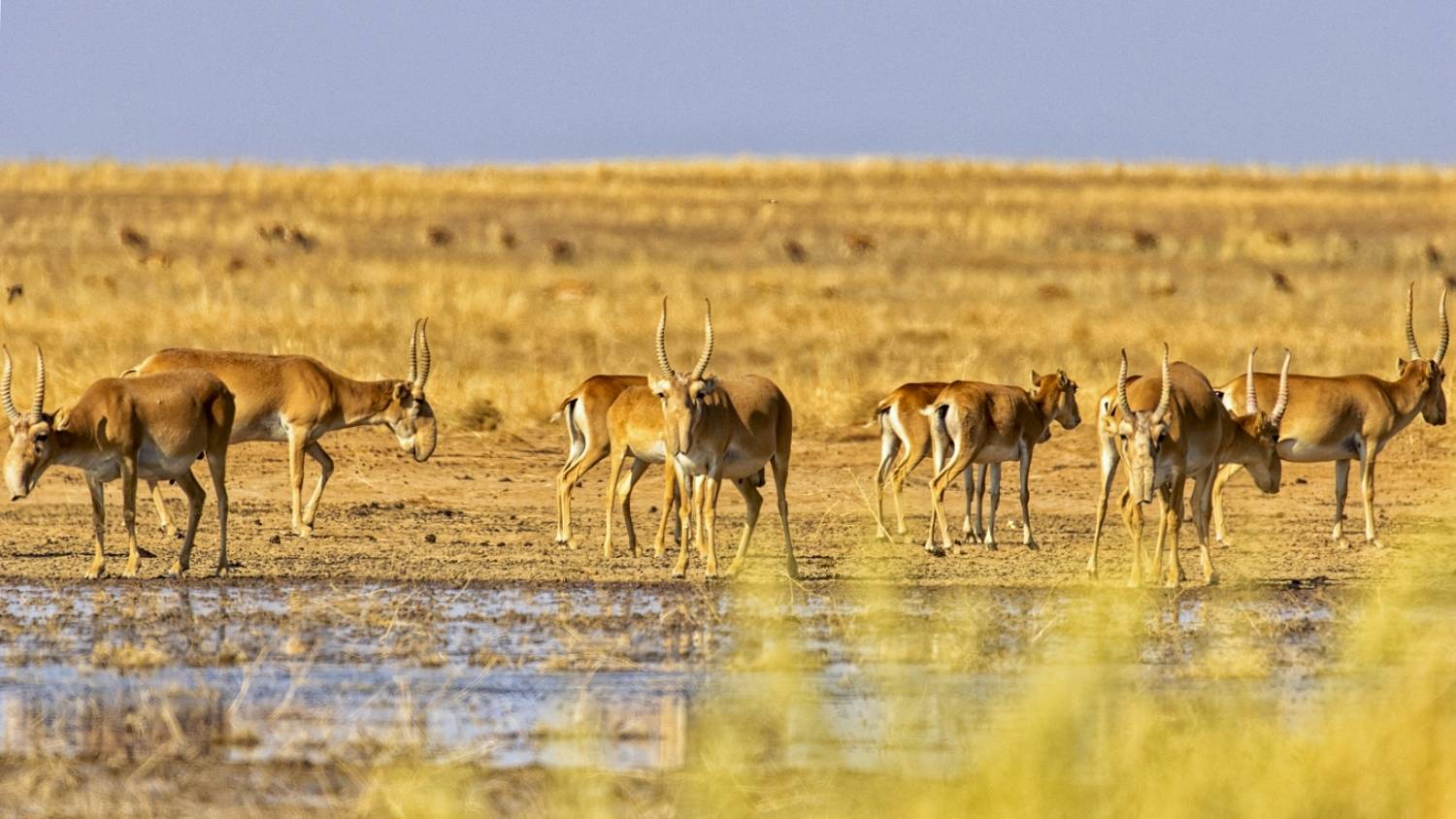 сайгаки, заказник,утро., Анатолий Салтыков