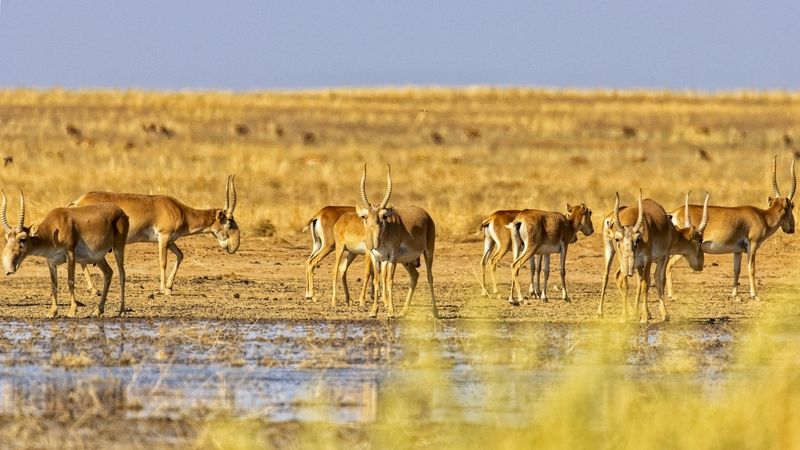 сайгаки, заказник,утро. Сайгаки. фото превью