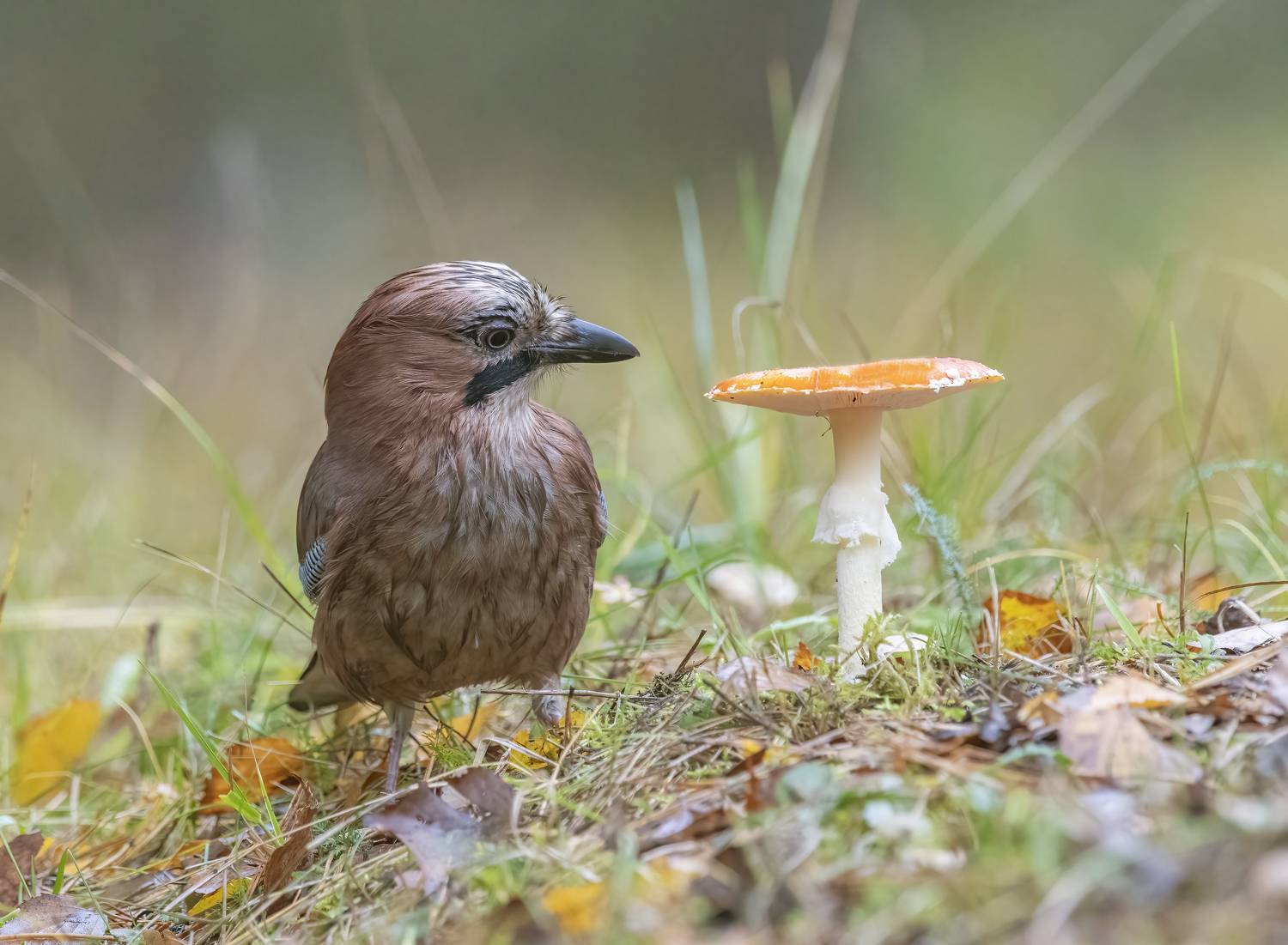птицы,природа, осень,сойка, лес, Андрей Киселёв