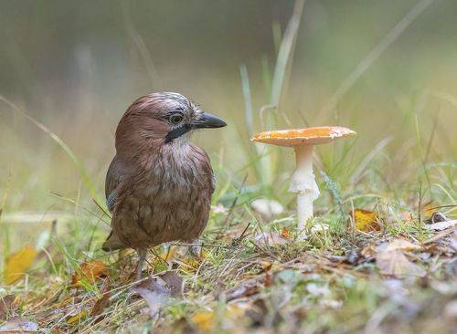 Сойкины сомнения