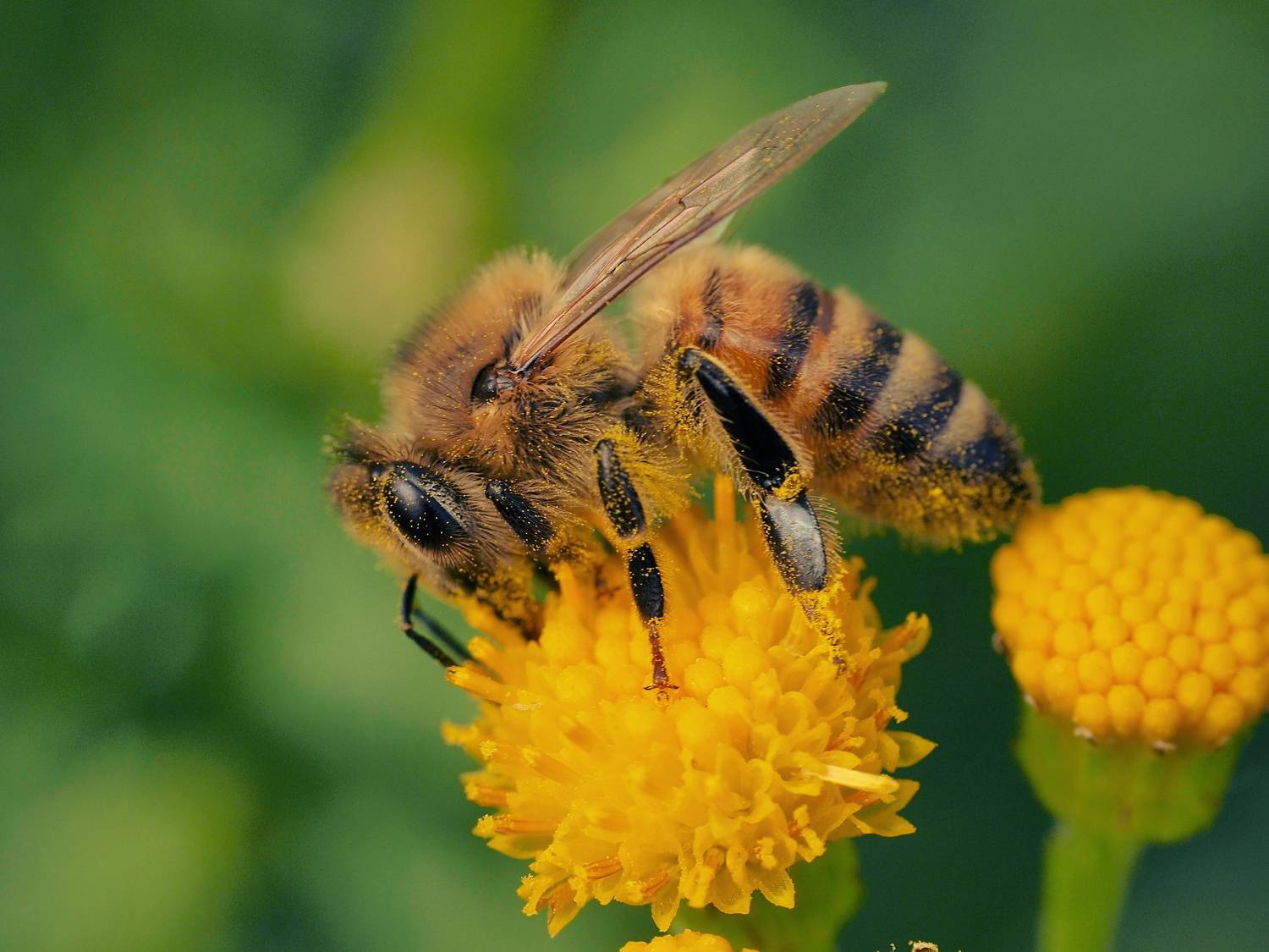 пчела, одуванчик, макро, macro, bee, насекомое, insect, Ирина Протченко