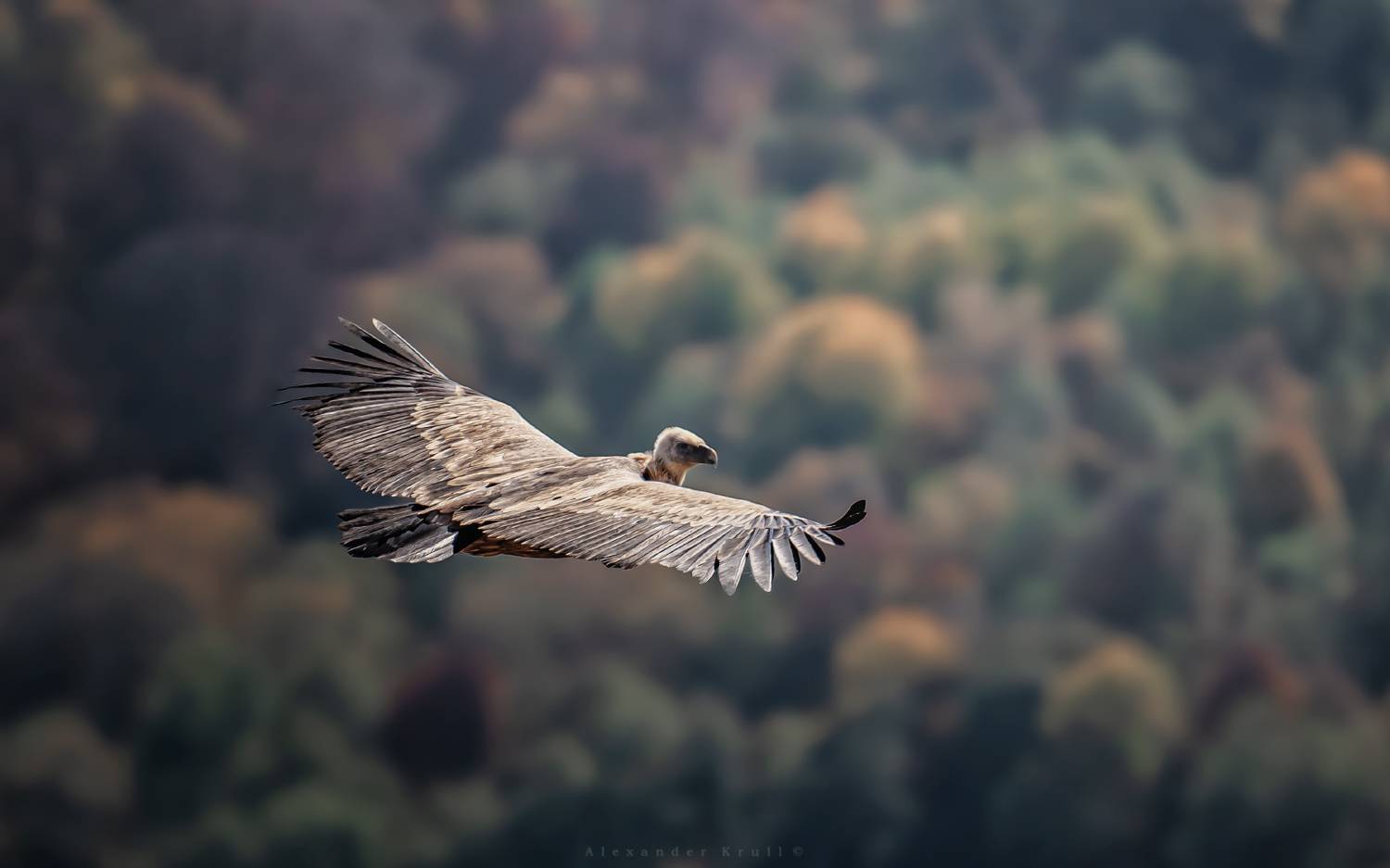 белоголовый сип, сип, Круль Александр