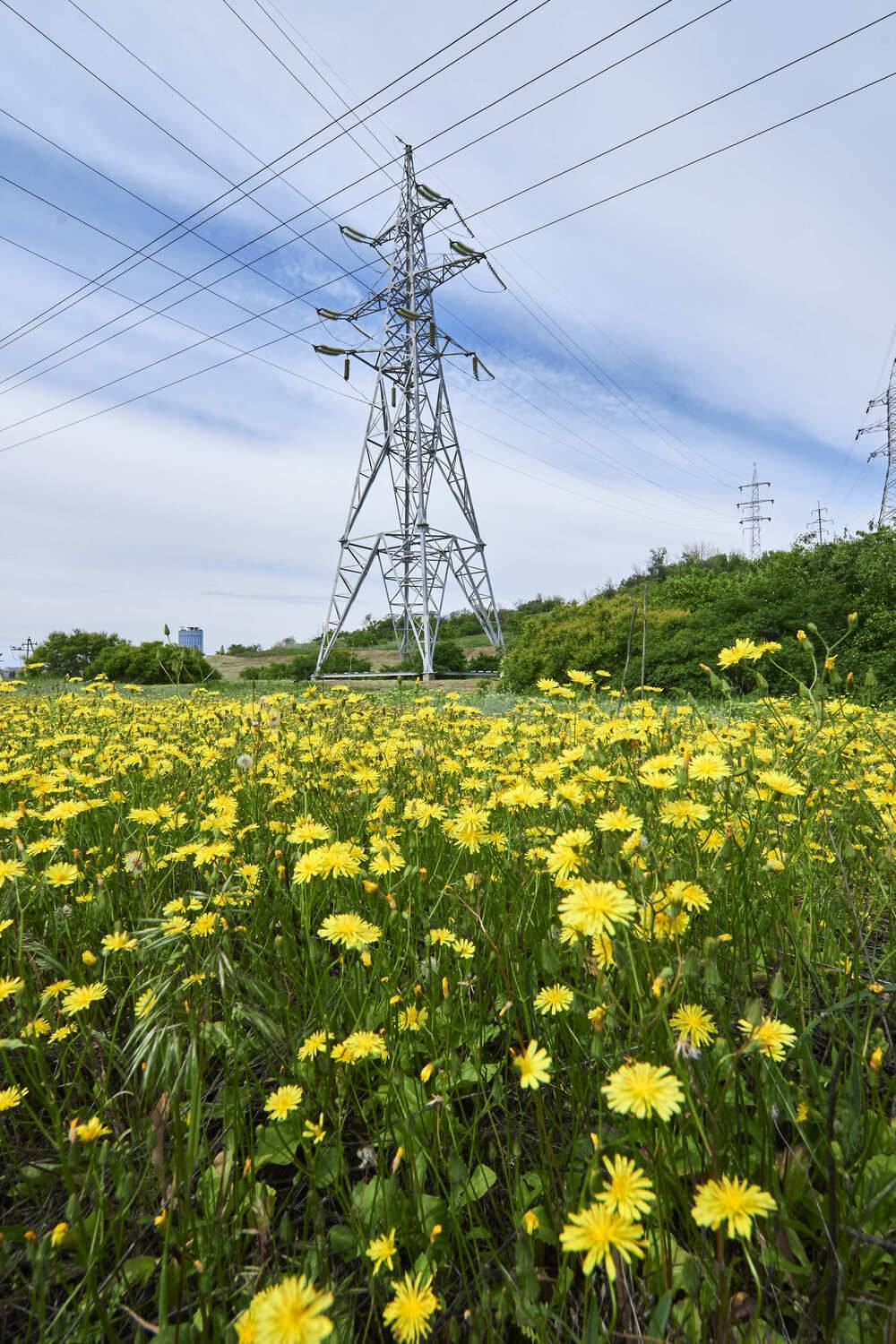 Yellow electic, volgograd, russia, wildlife, , Сторчилов Павел