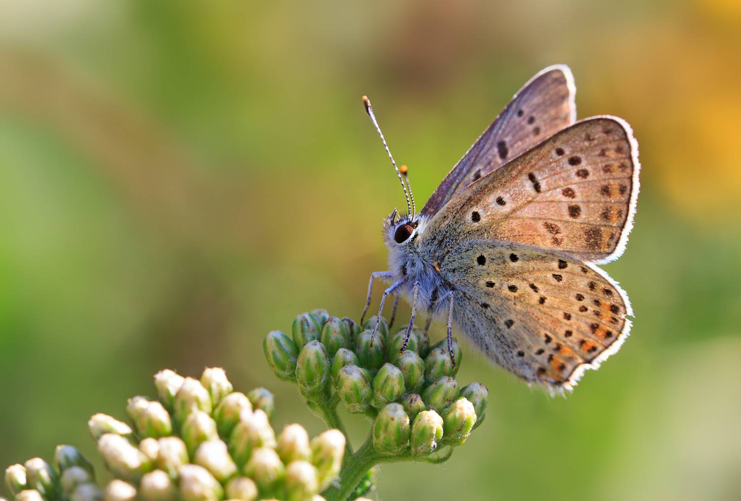 насекомые, бабочка, голубянка, червонец, бурый, лето, август, Борис Новиков