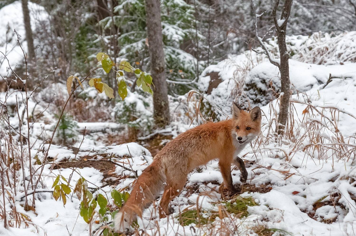 лиса, сибирь, осень, Фомина Марина