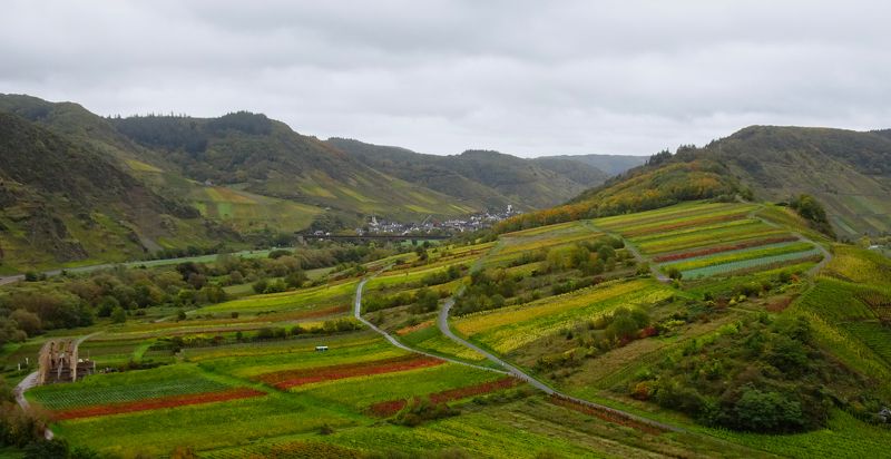 Виноградники фото превью