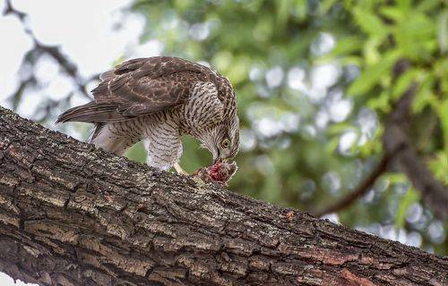 Занят, не тревожить!