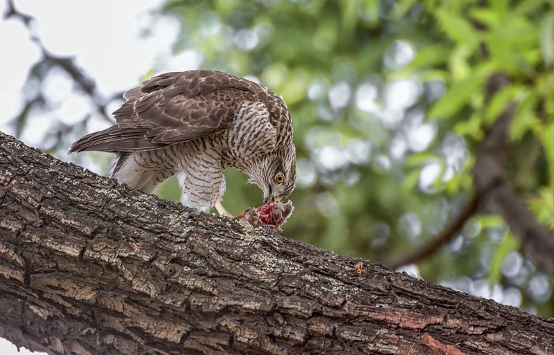 ястребок, трофей, Занят, не тревожить! фото превью