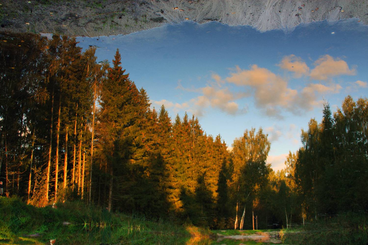 подмосковье, Тарасов Алексей