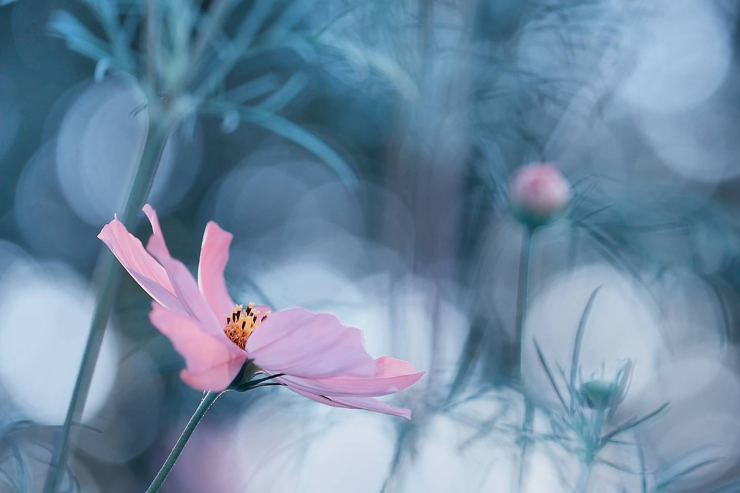 макро, природа, боке, цветы, космея, лето, macro, flower, bokeh, Sokolova Tatiana