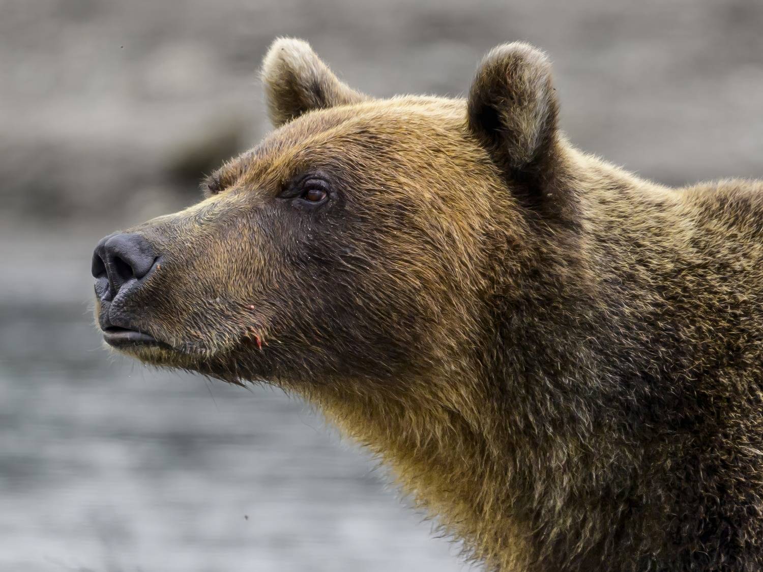 , Сергей Пупонин