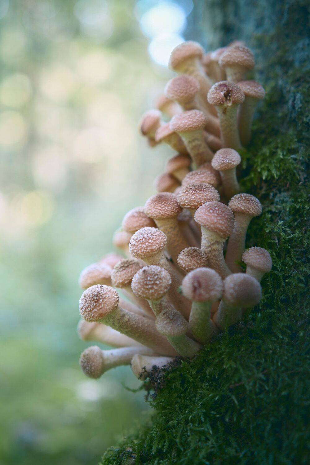грибы, лес, опята, Валерий Вождаев