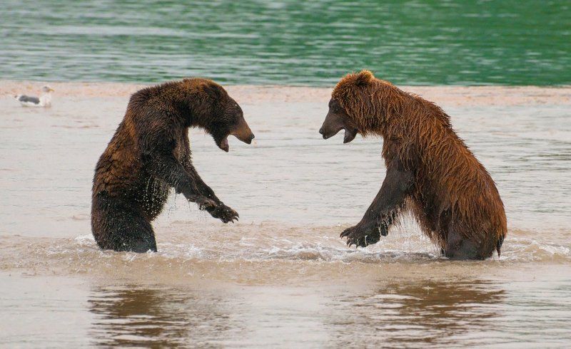 Камчатка, Курильское озеро Разборка. фото превью