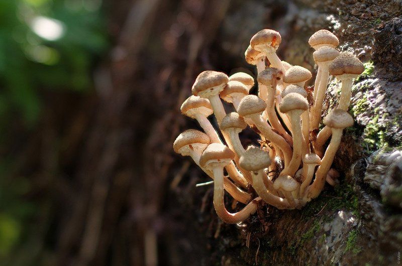 грибы, опята PRO Опята фото превью