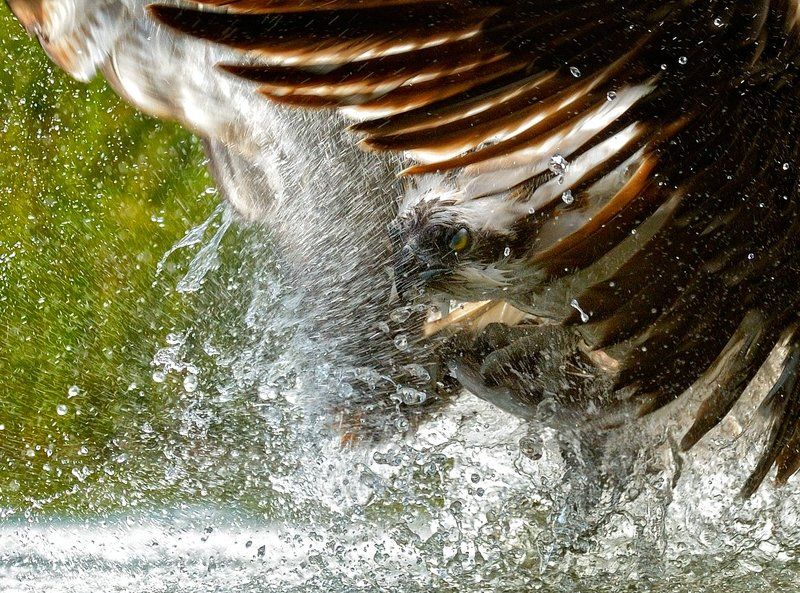 вырваться из воды фото превью