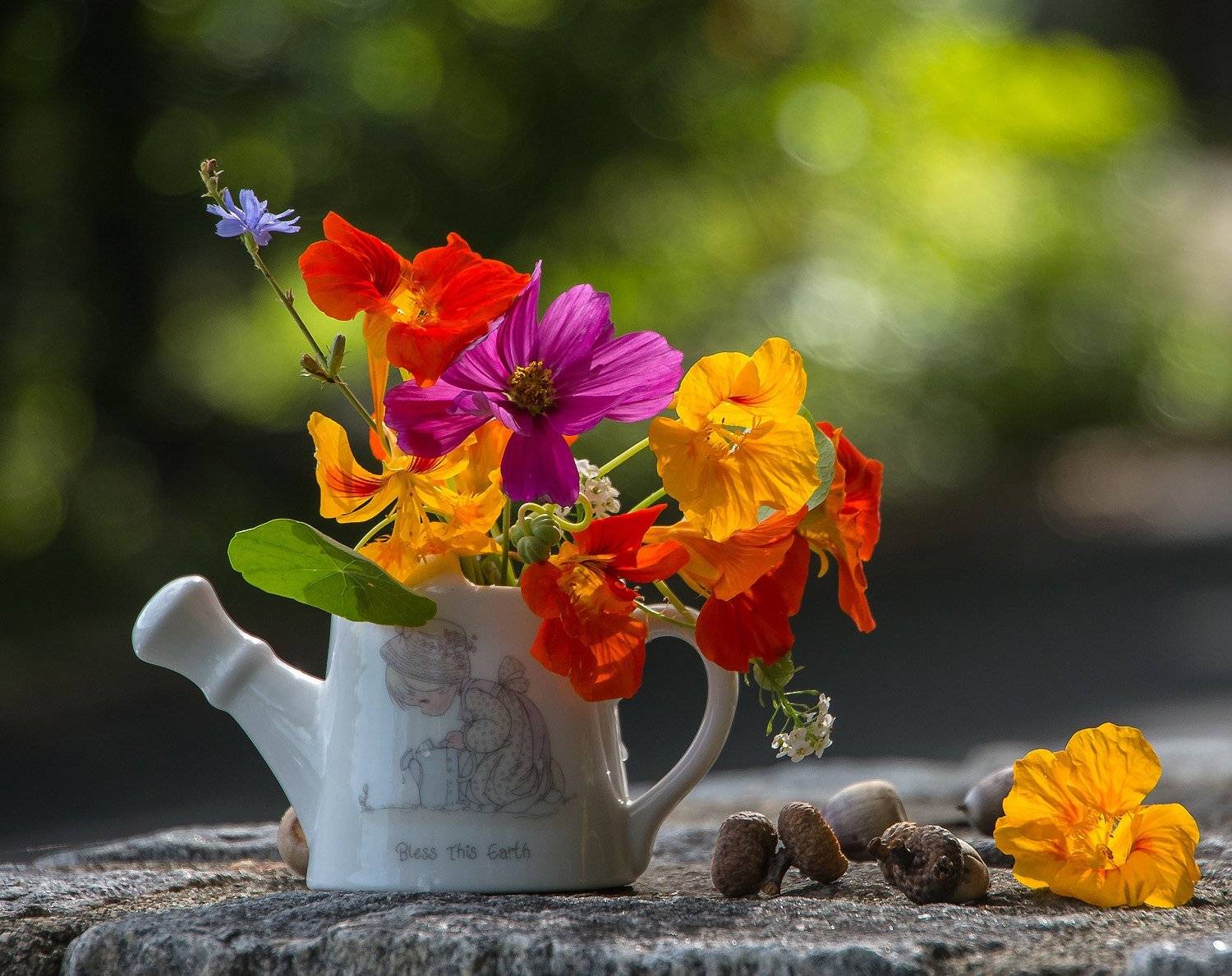 Лето, Натюрморт, Осень, Природа, Флора, Цветы, Антонина