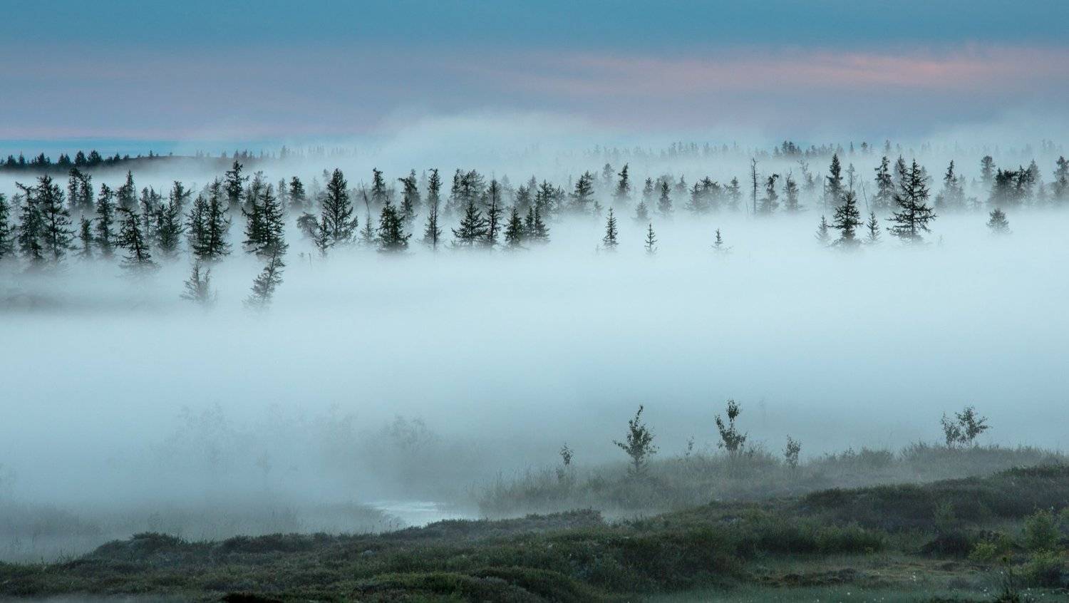 ямал, янао, туман, лето, рассвет, Pavel  Evgrafov