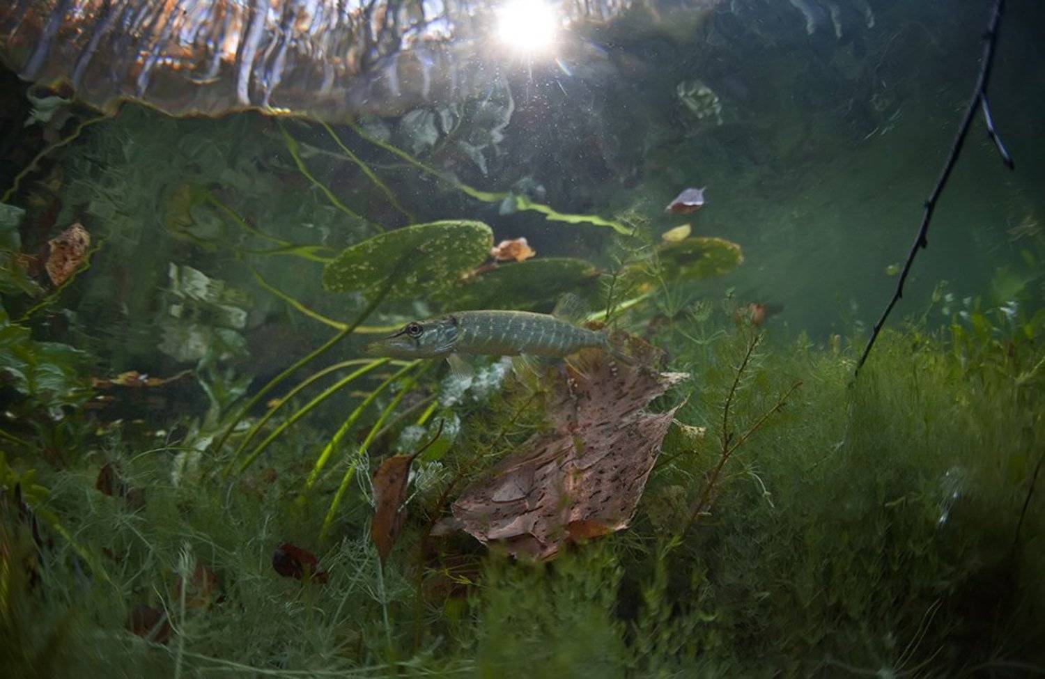 , Эдуард VTORNIK  Николаев